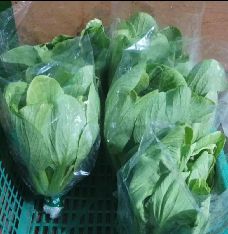 Pokcoy 