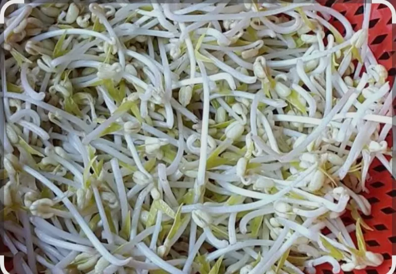 Kecamatan kacang hijau 