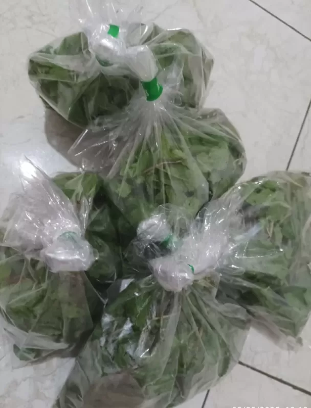 Daun mint 