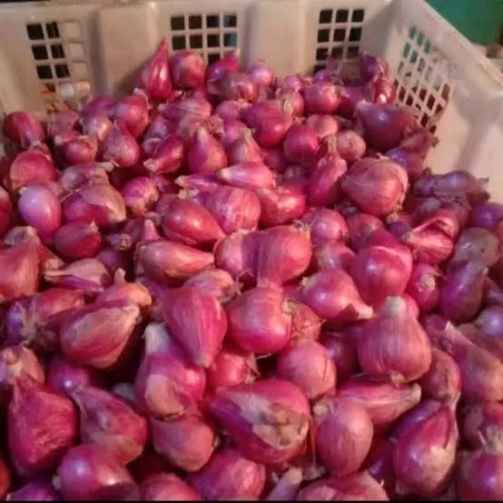 Bawang Merah jawa