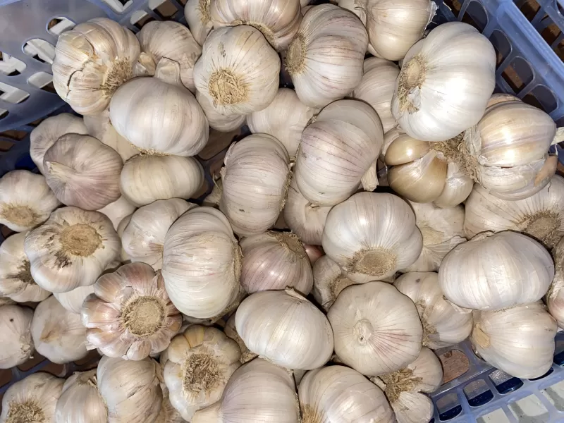 Bawang Putih
