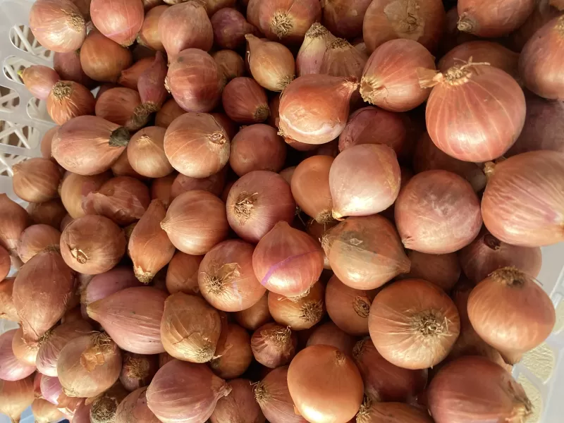 Bawang Merah Birma