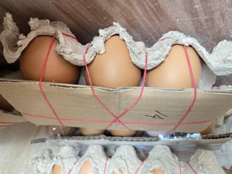 Telur Ayam Isi 6