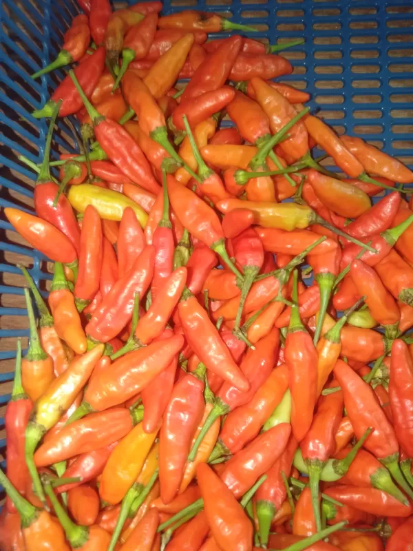 Cabe Setan