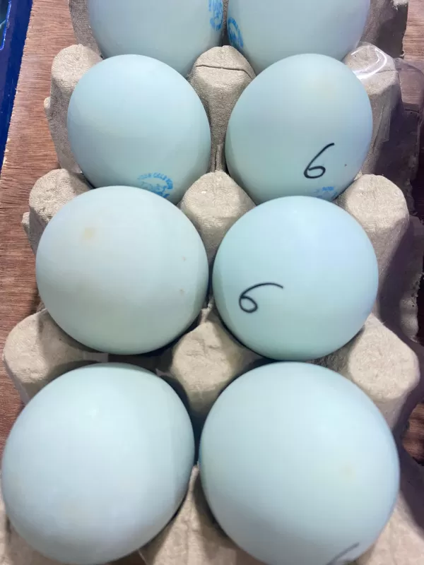Telur Asin (sudah matang)