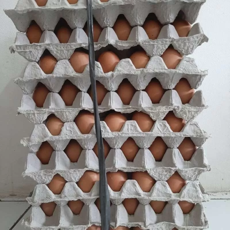 Telur Ayam (No.3)