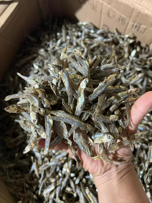 IKAN TERI / LURE