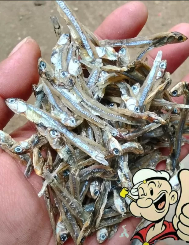 LURE KECIL