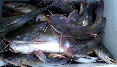 Ikan Baung Laut Bersih