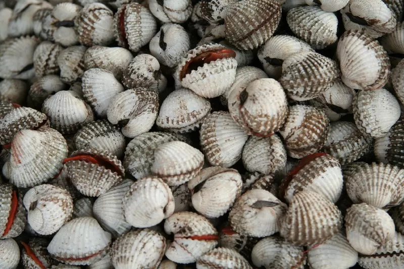 Kerang Dara Utuh