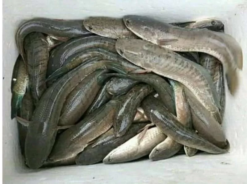 Ikan Gabus Bersih