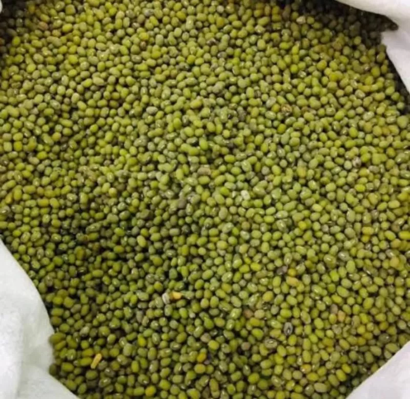 Kacang Hijau