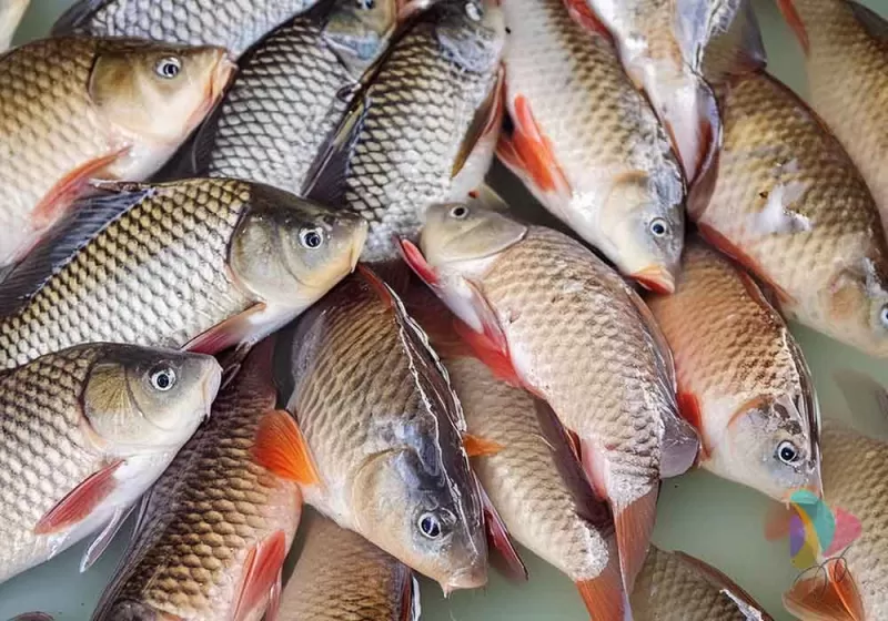 Ikan Gurame Bersih