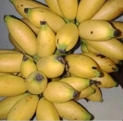 Pisang Putri