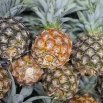 Nanas Sayur