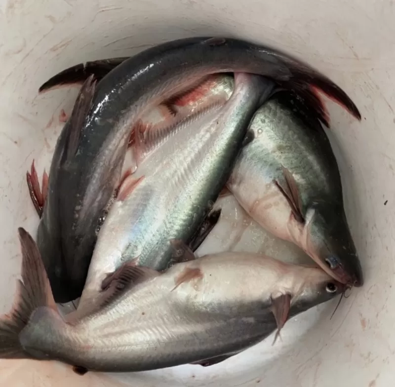 Ikan Patin Bersih