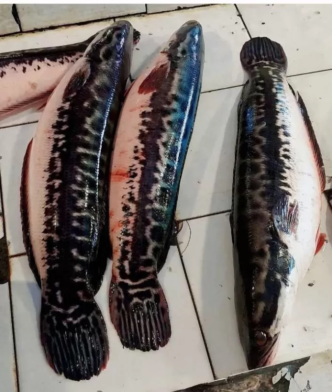 Ikan Toman Bersih