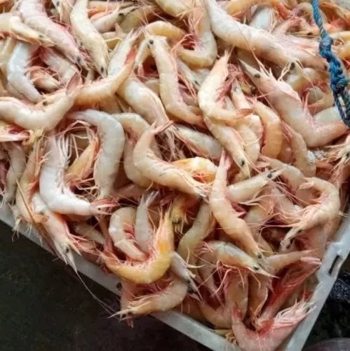 Udang Laut