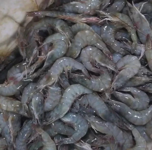 Udang Peci