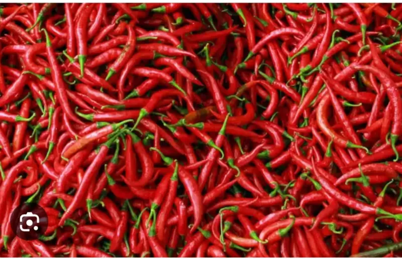 Cabe Merah Keriting