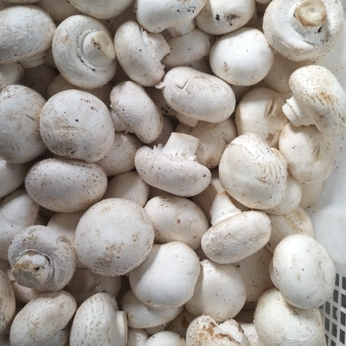 Jamur Kancing 