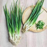 Daun Bawang Bersih