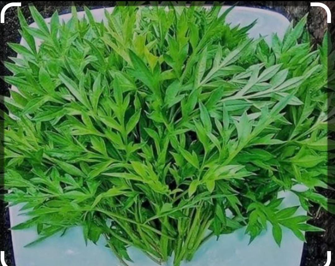 Daun Kenikir 