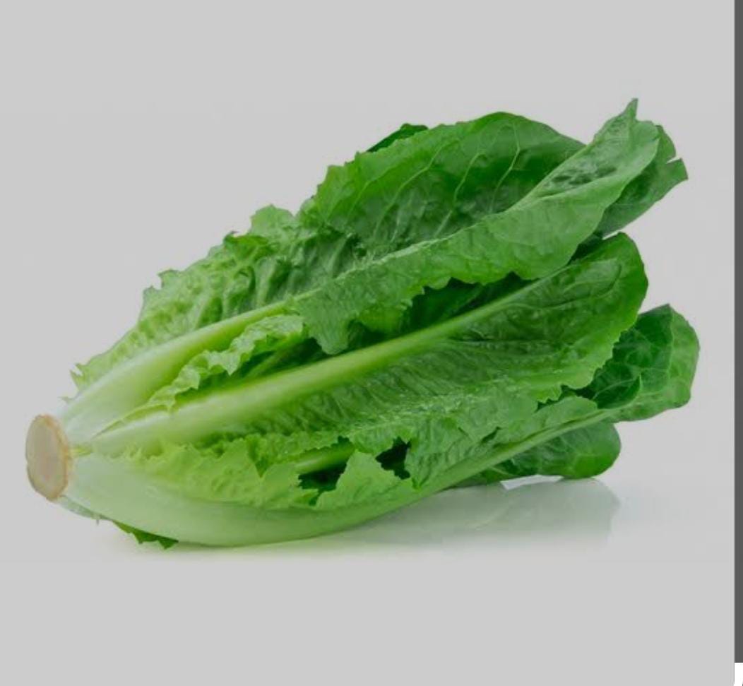Selada Romaine 