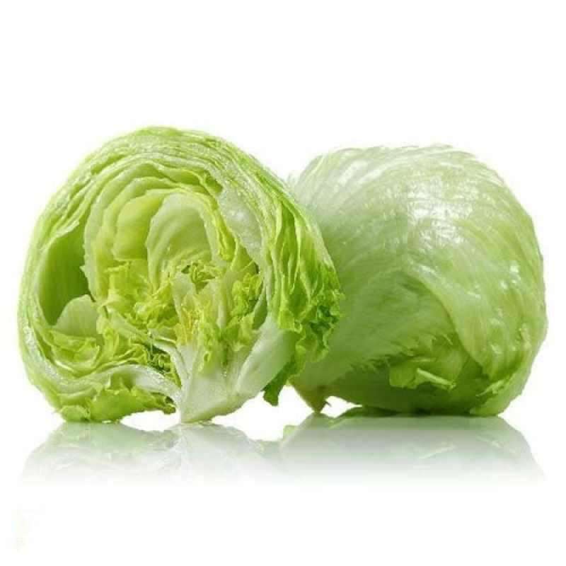Selada icerbeg/ letttuce
