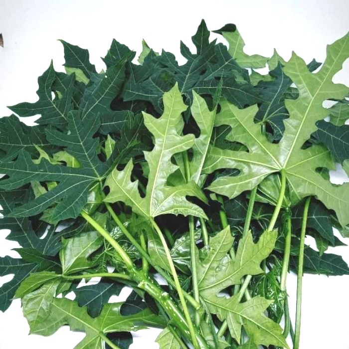 Daun pepaya jepang 