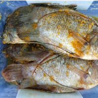 Gurame Marinasi