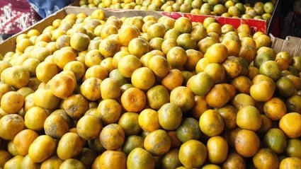 Buah Jeruk 