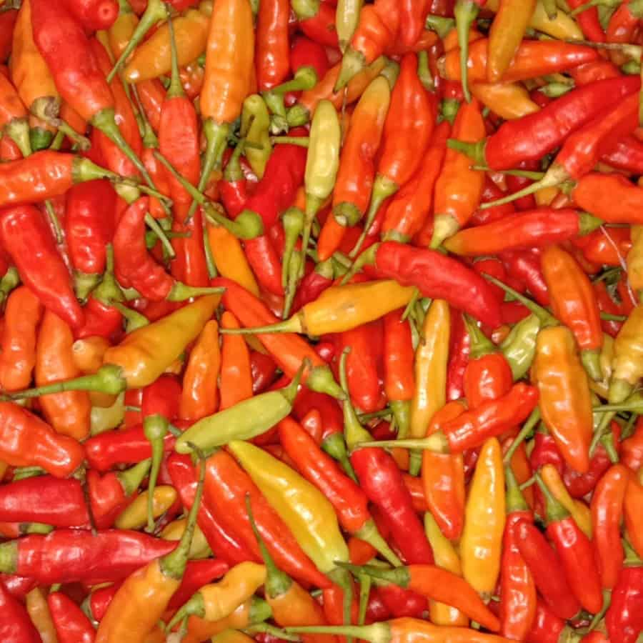Cabai merah rawit 