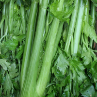 Seledri sop