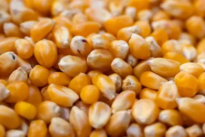 Benih Jagung Hibrida 1 kg