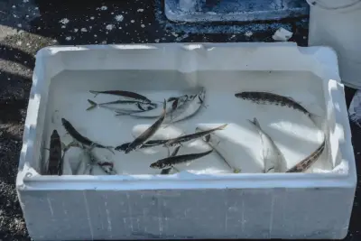 Cool Box Ikan