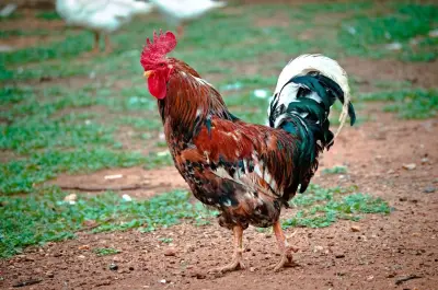 Ayam Jago Kampung