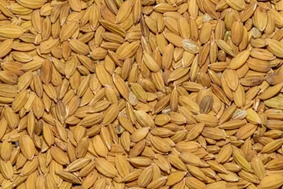 Benih Padi Ciherang 5 kg