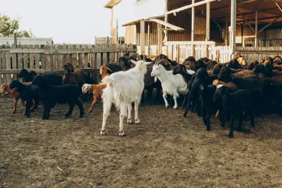 Kambing Muda (Cempe)