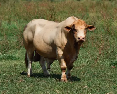 Sapi Limosin