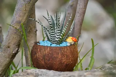 Pot Batok Kelapa Kaktus