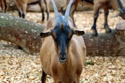 Kambing Jantan Qurban