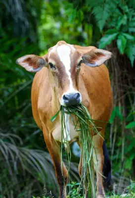Sapi Madura