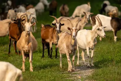 Kambing Jawa (Rombongan)