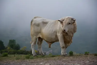 Sapi Simental / Brahman
