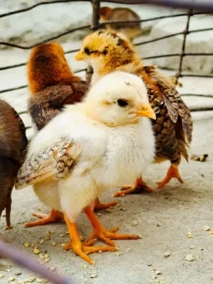 Anak Ayam Kampung (DOC)