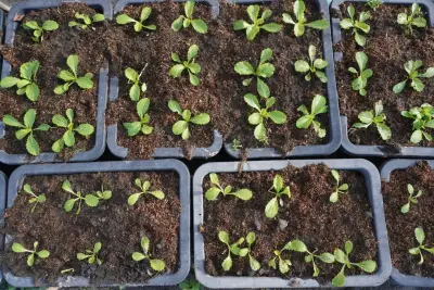 Bibit Sayur Siap Tanam 1 Tray