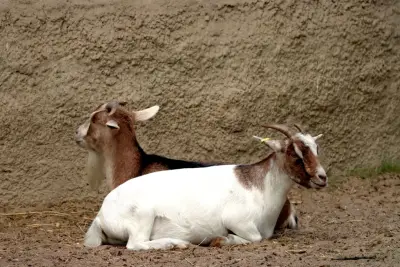 Kambing Boer