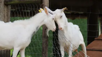 Kambing Etawa Putih