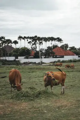 Sapi Pedaging (Sepasang)